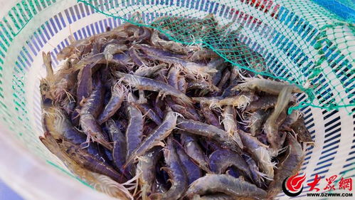 邁向綠色新“食”代 無抗活蝦引領健康消費新時尚