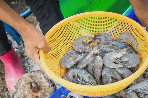 水產養殖業科學解析 對“抗生素與激素”的誤解與事實