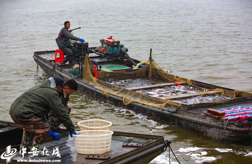天井湖冬捕 安徽五河的豐收畫卷與生態養殖之道