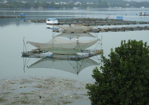 后疫情時代 健康綠色安全水產品崛起，呼喚水域環境新生態