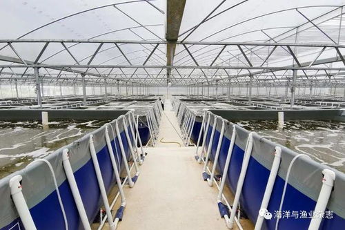 張家松談對蝦封閉式工廠化循環水養殖要點 聚焦水質凈化與循環利用