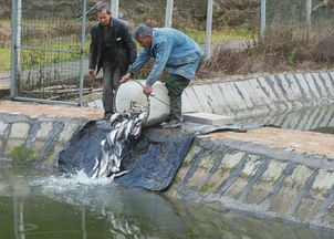 緊水灘鎮水產養殖戶引進新品種 開拓養殖新路徑