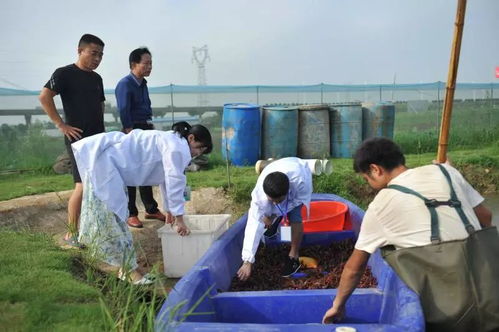 湘陰龍蝦安心上市，從源頭到餐桌的全程守護