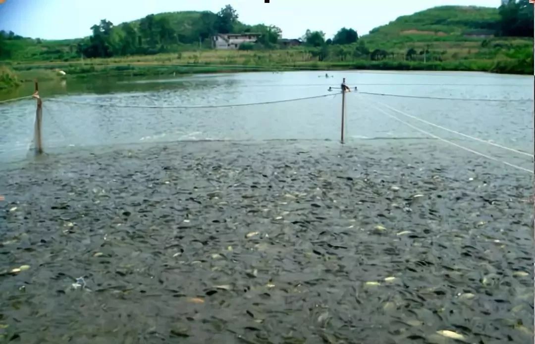 增氧是“救命”還是“催命”？一文說(shuō)透水體溶解氧對(duì)水產(chǎn)養(yǎng)殖的雙刃劍效應(yīng)