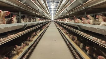 廣安智能養(yǎng)殖新篇章 一人管理五萬(wàn)雞，水產(chǎn)養(yǎng)殖邁向高效未來(lái)