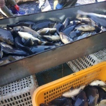 水產(chǎn)養(yǎng)殖網(wǎng)箱 現(xiàn)代水產(chǎn)品養(yǎng)殖的集約化與可持續(xù)發(fā)展之路