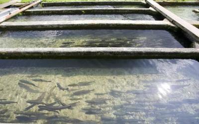 水產(chǎn)品養(yǎng)殖尾水的治理困境與綜合處理技術(shù)